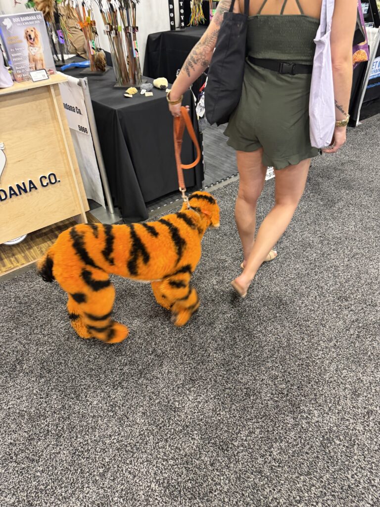Person walking a dog dyed and groomed to look like a tiger at an indoor event with booths and tables in the background.
