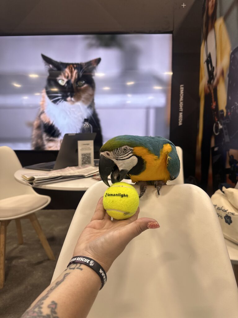 A person holds a yellow tennis ball labeled “Neonlight” in front of a blue-and-yellow parrot on a chair; a cat’s image appears on a screen in the background.
